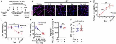 Acute Ablation of Cortical Pericytes Leads to Rapid Neurovascular Uncoupling